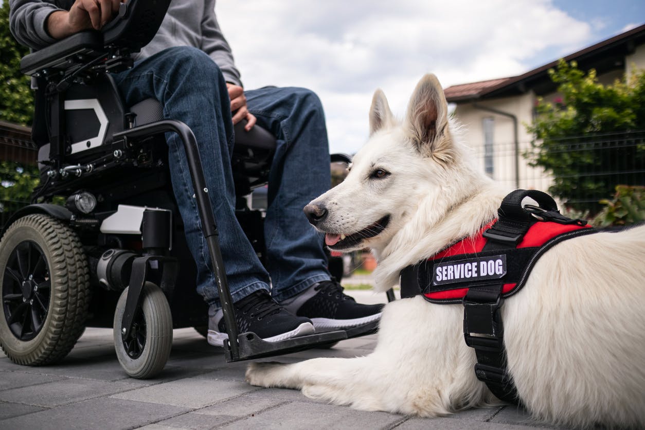 Man with disability and service dog stock photo