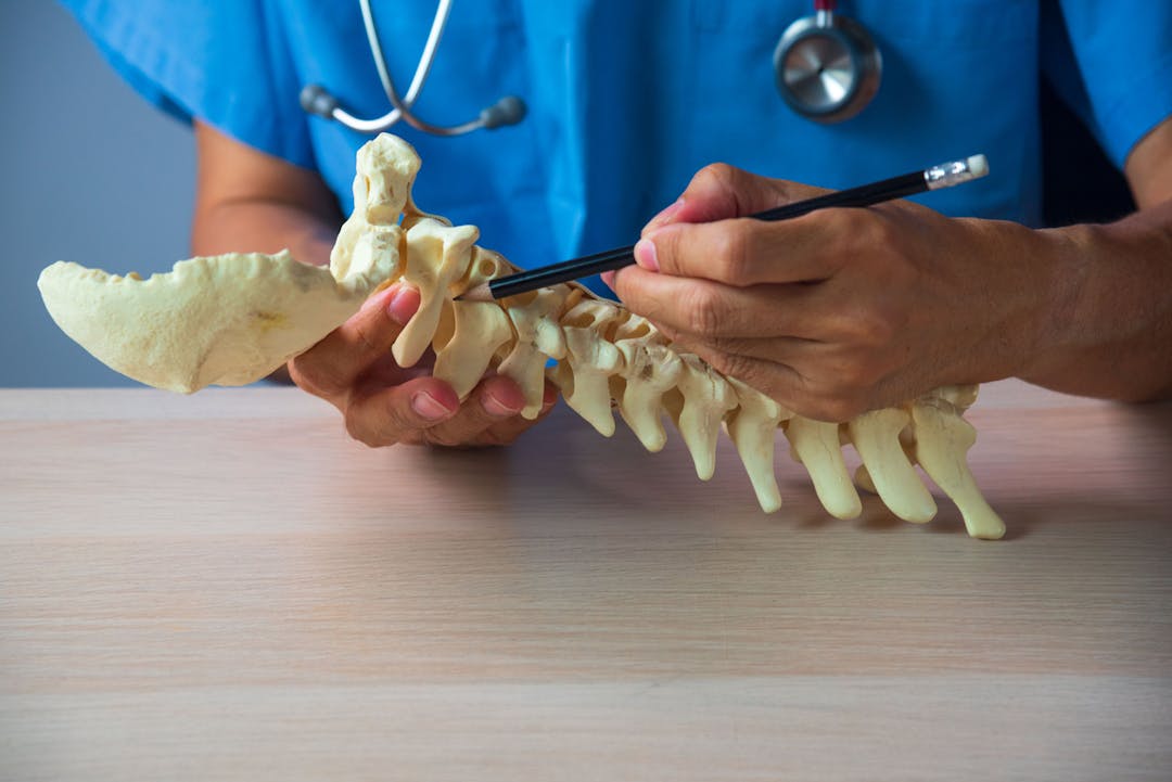 Doctor demonstrating upper cervical spine anatomy stock photo