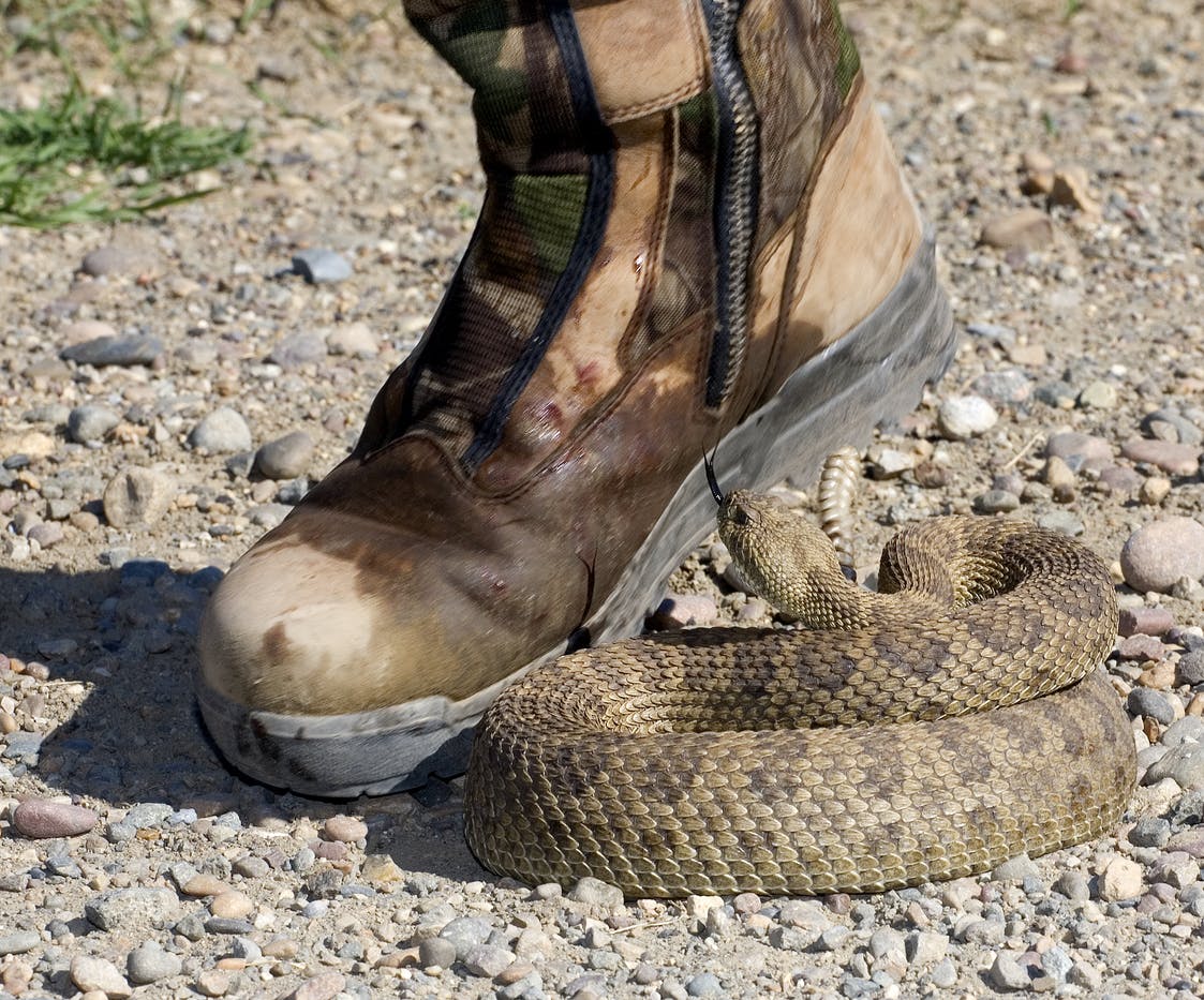 Rattlesnake biting on a hiker's boot stock image
